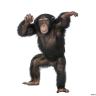MaKaKa